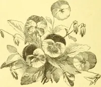 Picture 146 of 757 from Flore pittoresque de la France : anatomie, physiologie, classification, description des plantes indigènes et cultivées au point de vue de l'agriculture, de l'horticulture et de la sylviculture / publiée sous la direction de J. Rothschild. (1885), leaf 142