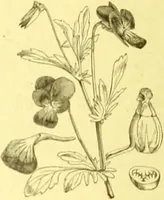 An illustration from Flore pittoresque de la France : anatomie, physiologie, classification, description des plantes indigènes et cultivées au point de vue de l'agriculture, de l'horticulture et de la sylviculture / publiée sous la direction de J. Rothschild. (1885)