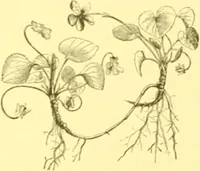 An illustration from Flore pittoresque de la France : anatomie, physiologie, classification, description des plantes indigènes et cultivées au point de vue de l'agriculture, de l'horticulture et de la sylviculture / publiée sous la direction de J. Rothschild. (1885)