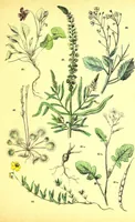 Picture 149 of 757 from Flore pittoresque de la France : anatomie, physiologie, classification, description des plantes indigènes et cultivées au point de vue de l'agriculture, de l'horticulture et de la sylviculture / publiée sous la direction de J. Rothschild. (1885), leaf 143