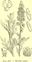 Picture 150 of 757 from Flore pittoresque de la France : anatomie, physiologie, classification, description des plantes indigènes et cultivées au point de vue de l'agriculture, de l'horticulture et de la sylviculture / publiée sous la direction de J. Rothschild. (1885), leaf 145