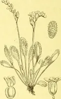 An illustration from Flore pittoresque de la France : anatomie, physiologie, classification, description des plantes indigènes et cultivées au point de vue de l'agriculture, de l'horticulture et de la sylviculture / publiée sous la direction de J. Rothschild. (1885)
