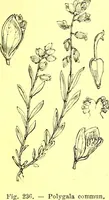 Picture 152 of 757 from Flore pittoresque de la France : anatomie, physiologie, classification, description des plantes indigènes et cultivées au point de vue de l'agriculture, de l'horticulture et de la sylviculture / publiée sous la direction de J. Rothschild. (1885), leaf 147