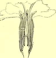 An illustration from Flore pittoresque de la France : anatomie, physiologie, classification, description des plantes indigènes et cultivées au point de vue de l'agriculture, de l'horticulture et de la sylviculture / publiée sous la direction de J. Rothschild. (1885)