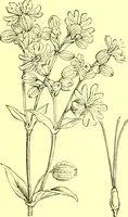 An illustration from Flore pittoresque de la France : anatomie, physiologie, classification, description des plantes indigènes et cultivées au point de vue de l'agriculture, de l'horticulture et de la sylviculture / publiée sous la direction de J. Rothschild. (1885)