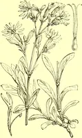 Picture 155 of 757 from Flore pittoresque de la France : anatomie, physiologie, classification, description des plantes indigènes et cultivées au point de vue de l'agriculture, de l'horticulture et de la sylviculture / publiée sous la direction de J. Rothschild. (1885), leaf 147