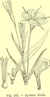 Picture 157 of 757 from Flore pittoresque de la France : anatomie, physiologie, classification, description des plantes indigènes et cultivées au point de vue de l'agriculture, de l'horticulture et de la sylviculture / publiée sous la direction de J. Rothschild. (1885), leaf 151