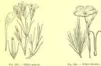 Picture 158 of 757 from Flore pittoresque de la France : anatomie, physiologie, classification, description des plantes indigènes et cultivées au point de vue de l'agriculture, de l'horticulture et de la sylviculture / publiée sous la direction de J. Rothschild. (1885), leaf 151