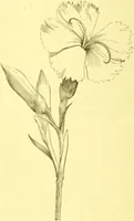 An illustration from Flore pittoresque de la France : anatomie, physiologie, classification, description des plantes indigènes et cultivées au point de vue de l'agriculture, de l'horticulture et de la sylviculture / publiée sous la direction de J. Rothschild. (1885)