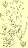 Picture 160 of 757 from Flore pittoresque de la France : anatomie, physiologie, classification, description des plantes indigènes et cultivées au point de vue de l'agriculture, de l'horticulture et de la sylviculture / publiée sous la direction de J. Rothschild. (1885), leaf 153