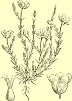 Picture 161 of 757 from Flore pittoresque de la France : anatomie, physiologie, classification, description des plantes indigènes et cultivées au point de vue de l'agriculture, de l'horticulture et de la sylviculture / publiée sous la direction de J. Rothschild. (1885), leaf 153