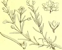 An illustration from Flore pittoresque de la France : anatomie, physiologie, classification, description des plantes indigènes et cultivées au point de vue de l'agriculture, de l'horticulture et de la sylviculture / publiée sous la direction de J. Rothschild. (1885)