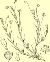An illustration from Flore pittoresque de la France : anatomie, physiologie, classification, description des plantes indigènes et cultivées au point de vue de l'agriculture, de l'horticulture et de la sylviculture / publiée sous la direction de J. Rothschild. (1885)