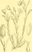 Picture 164 of 757 from Flore pittoresque de la France : anatomie, physiologie, classification, description des plantes indigènes et cultivées au point de vue de l'agriculture, de l'horticulture et de la sylviculture / publiée sous la direction de J. Rothschild. (1885), leaf 154
