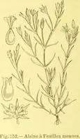 Picture 165 of 757 from Flore pittoresque de la France : anatomie, physiologie, classification, description des plantes indigènes et cultivées au point de vue de l'agriculture, de l'horticulture et de la sylviculture / publiée sous la direction de J. Rothschild. (1885), leaf 154