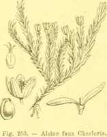 Picture 166 of 757 from Flore pittoresque de la France : anatomie, physiologie, classification, description des plantes indigènes et cultivées au point de vue de l'agriculture, de l'horticulture et de la sylviculture / publiée sous la direction de J. Rothschild. (1885), leaf 154