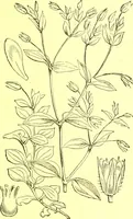 Picture 168 of 757 from Flore pittoresque de la France : anatomie, physiologie, classification, description des plantes indigènes et cultivées au point de vue de l'agriculture, de l'horticulture et de la sylviculture / publiée sous la direction de J. Rothschild. (1885), leaf 157