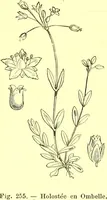 Picture 169 of 757 from Flore pittoresque de la France : anatomie, physiologie, classification, description des plantes indigènes et cultivées au point de vue de l'agriculture, de l'horticulture et de la sylviculture / publiée sous la direction de J. Rothschild. (1885), leaf 157