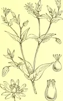 Picture 170 of 757 from Flore pittoresque de la France : anatomie, physiologie, classification, description des plantes indigènes et cultivées au point de vue de l'agriculture, de l'horticulture et de la sylviculture / publiée sous la direction de J. Rothschild. (1885), leaf 157