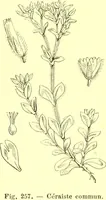 Picture 171 of 757 from Flore pittoresque de la France : anatomie, physiologie, classification, description des plantes indigènes et cultivées au point de vue de l'agriculture, de l'horticulture et de la sylviculture / publiée sous la direction de J. Rothschild. (1885), leaf 157