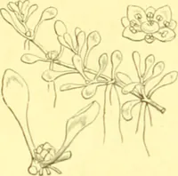 Picture 172 of 757 from Flore pittoresque de la France : anatomie, physiologie, classification, description des plantes indigènes et cultivées au point de vue de l'agriculture, de l'horticulture et de la sylviculture / publiée sous la direction de J. Rothschild. (1885), leaf 158