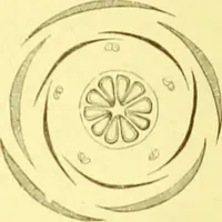 An illustration from Flore pittoresque de la France : anatomie, physiologie, classification, description des plantes indigènes et cultivées au point de vue de l'agriculture, de l'horticulture et de la sylviculture / publiée sous la direction de J. Rothschild. (1885)