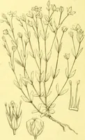 An illustration from Flore pittoresque de la France : anatomie, physiologie, classification, description des plantes indigènes et cultivées au point de vue de l'agriculture, de l'horticulture et de la sylviculture / publiée sous la direction de J. Rothschild. (1885)