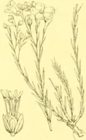 Picture 175 of 757 from Flore pittoresque de la France : anatomie, physiologie, classification, description des plantes indigènes et cultivées au point de vue de l'agriculture, de l'horticulture et de la sylviculture / publiée sous la direction de J. Rothschild. (1885), leaf 158