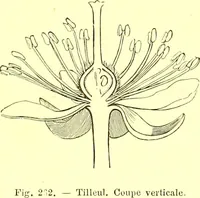 Picture 176 of 757 from Flore pittoresque de la France : anatomie, physiologie, classification, description des plantes indigènes et cultivées au point de vue de l'agriculture, de l'horticulture et de la sylviculture / publiée sous la direction de J. Rothschild. (1885), leaf 159