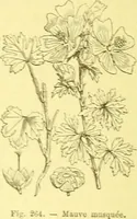 Picture 177 of 757 from Flore pittoresque de la France : anatomie, physiologie, classification, description des plantes indigènes et cultivées au point de vue de l'agriculture, de l'horticulture et de la sylviculture / publiée sous la direction de J. Rothschild. (1885), leaf 160