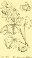 Picture 178 of 757 from Flore pittoresque de la France : anatomie, physiologie, classification, description des plantes indigènes et cultivées au point de vue de l'agriculture, de l'horticulture et de la sylviculture / publiée sous la direction de J. Rothschild. (1885), leaf 160