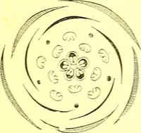 An illustration from Flore pittoresque de la France : anatomie, physiologie, classification, description des plantes indigènes et cultivées au point de vue de l'agriculture, de l'horticulture et de la sylviculture / publiée sous la direction de J. Rothschild. (1885)