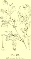Picture 180 of 757 from Flore pittoresque de la France : anatomie, physiologie, classification, description des plantes indigènes et cultivées au point de vue de l'agriculture, de l'horticulture et de la sylviculture / publiée sous la direction de J. Rothschild. (1885), leaf 161