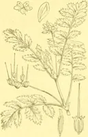 Picture 181 of 757 from Flore pittoresque de la France : anatomie, physiologie, classification, description des plantes indigènes et cultivées au point de vue de l'agriculture, de l'horticulture et de la sylviculture / publiée sous la direction de J. Rothschild. (1885), leaf 162