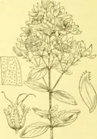 An illustration from Flore pittoresque de la France : anatomie, physiologie, classification, description des plantes indigènes et cultivées au point de vue de l'agriculture, de l'horticulture et de la sylviculture / publiée sous la direction de J. Rothschild. (1885)