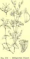 Picture 183 of 757 from Flore pittoresque de la France : anatomie, physiologie, classification, description des plantes indigènes et cultivées au point de vue de l'agriculture, de l'horticulture et de la sylviculture / publiée sous la direction de J. Rothschild. (1885), leaf 163