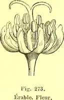 Picture 184 of 757 from Flore pittoresque de la France : anatomie, physiologie, classification, description des plantes indigènes et cultivées au point de vue de l'agriculture, de l'horticulture et de la sylviculture / publiée sous la direction de J. Rothschild. (1885), leaf 163