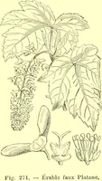 Picture 185 of 757 from Flore pittoresque de la France : anatomie, physiologie, classification, description des plantes indigènes et cultivées au point de vue de l'agriculture, de l'horticulture et de la sylviculture / publiée sous la direction de J. Rothschild. (1885), leaf 163
