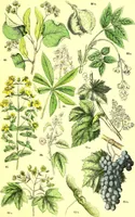 Picture 186 of 757 from Flore pittoresque de la France : anatomie, physiologie, classification, description des plantes indigènes et cultivées au point de vue de l'agriculture, de l'horticulture et de la sylviculture / publiée sous la direction de J. Rothschild. (1885), leaf 165