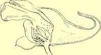 Picture 187 of 757 from Flore pittoresque de la France : anatomie, physiologie, classification, description des plantes indigènes et cultivées au point de vue de l'agriculture, de l'horticulture et de la sylviculture / publiée sous la direction de J. Rothschild. (1885), leaf 167