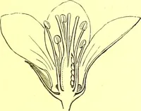 Picture 188 of 757 from Flore pittoresque de la France : anatomie, physiologie, classification, description des plantes indigènes et cultivées au point de vue de l'agriculture, de l'horticulture et de la sylviculture / publiée sous la direction de J. Rothschild. (1885), leaf 167