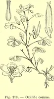 Picture 189 of 757 from Flore pittoresque de la France : anatomie, physiologie, classification, description des plantes indigènes et cultivées au point de vue de l'agriculture, de l'horticulture et de la sylviculture / publiée sous la direction de J. Rothschild. (1885), leaf 167