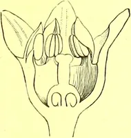 An illustration from Flore pittoresque de la France : anatomie, physiologie, classification, description des plantes indigènes et cultivées au point de vue de l'agriculture, de l'horticulture et de la sylviculture / publiée sous la direction de J. Rothschild. (1885)