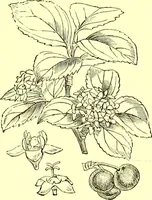 An illustration from Flore pittoresque de la France : anatomie, physiologie, classification, description des plantes indigènes et cultivées au point de vue de l'agriculture, de l'horticulture et de la sylviculture / publiée sous la direction de J. Rothschild. (1885)