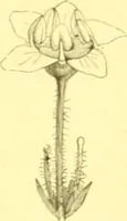An illustration from Flore pittoresque de la France : anatomie, physiologie, classification, description des plantes indigènes et cultivées au point de vue de l'agriculture, de l'horticulture et de la sylviculture / publiée sous la direction de J. Rothschild. (1885)