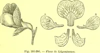 Picture 195 of 757 from Flore pittoresque de la France : anatomie, physiologie, classification, description des plantes indigènes et cultivées au point de vue de l'agriculture, de l'horticulture et de la sylviculture / publiée sous la direction de J. Rothschild. (1885), leaf 175