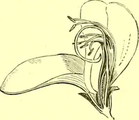 Picture 196 of 757 from Flore pittoresque de la France : anatomie, physiologie, classification, description des plantes indigènes et cultivées au point de vue de l'agriculture, de l'horticulture et de la sylviculture / publiée sous la direction de J. Rothschild. (1885), leaf 175