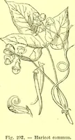 Picture 200 of 757 from Flore pittoresque de la France : anatomie, physiologie, classification, description des plantes indigènes et cultivées au point de vue de l'agriculture, de l'horticulture et de la sylviculture / publiée sous la direction de J. Rothschild. (1885), leaf 179