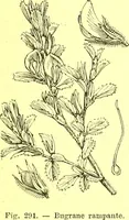 Picture 201 of 757 from Flore pittoresque de la France : anatomie, physiologie, classification, description des plantes indigènes et cultivées au point de vue de l'agriculture, de l'horticulture et de la sylviculture / publiée sous la direction de J. Rothschild. (1885), leaf 179