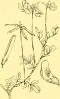 An illustration from Flore pittoresque de la France : anatomie, physiologie, classification, description des plantes indigènes et cultivées au point de vue de l'agriculture, de l'horticulture et de la sylviculture / publiée sous la direction de J. Rothschild. (1885)